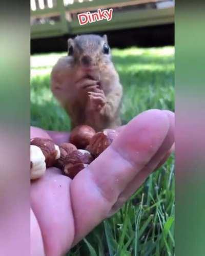 🔥Chipmunks have large cheek pouches that gives them the ability to store and transport food. 🔥