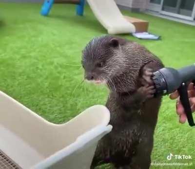 Выдра защищает коробку(может домик) от воды