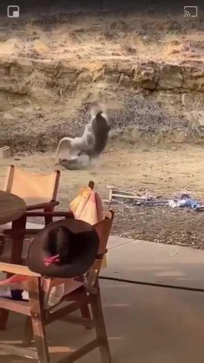 Vicious Australian bar fight