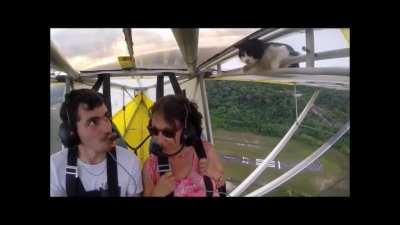 The double take when the cat appears