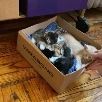Box Full Of Kittens