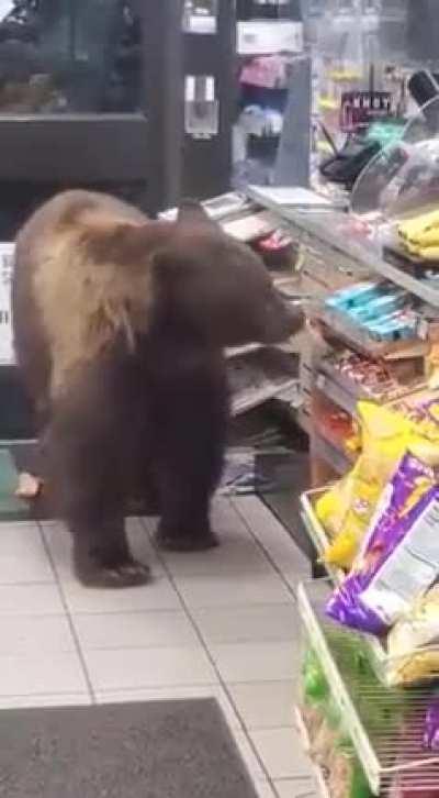 Hungry bear helped itself to some late night treats
