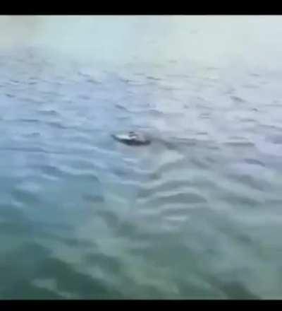 Termigator the terror of nile