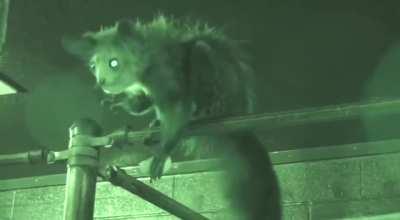 For the first time in the world, scientists have filmed the process of an Aye -aye from Madagascar picking its nose and eating snot.