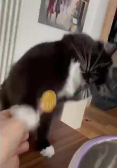 He was very interested, so I decided to give him one little chip, why did he beat me up? I'm tired of this cat abuse... XD