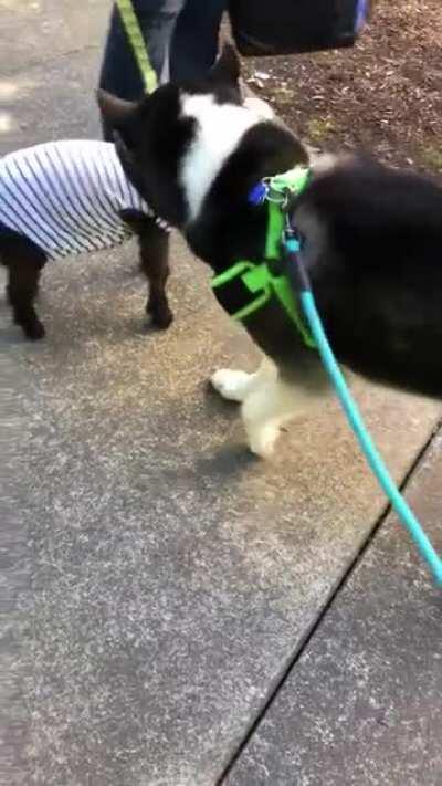 Husky meets pet goat