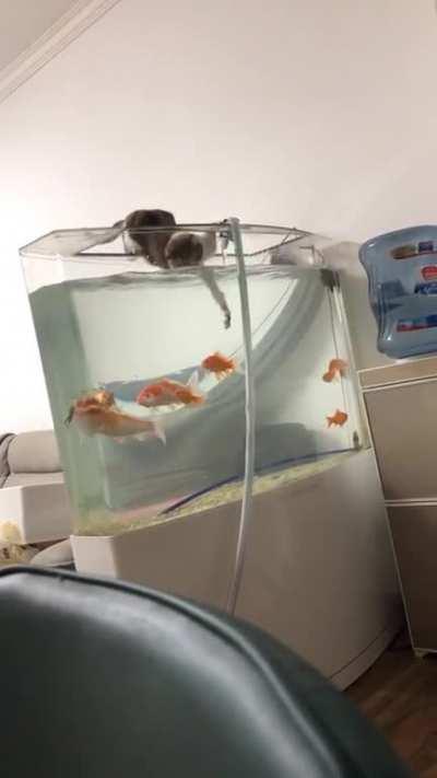 An original TouchThaFishy