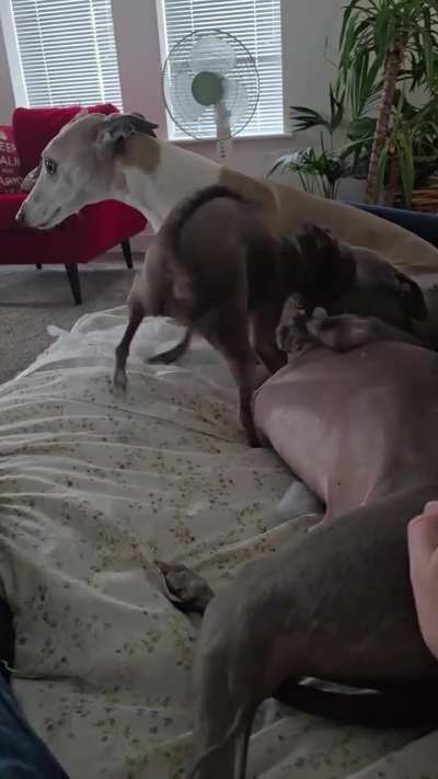 When you thought italian greyhounds were docile minuture whippets but were wrong 🤣🤣