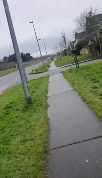 Some lads shooting at each other in Shannon Co Clare... listen for the gunshot near the end