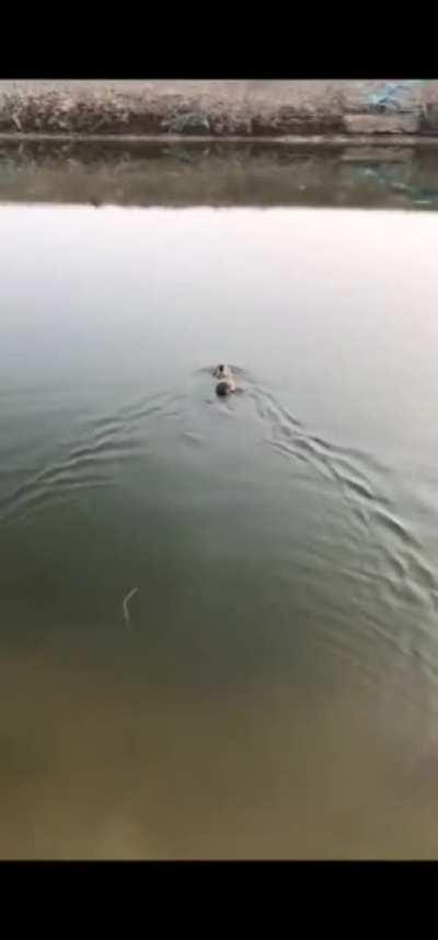 I was today years old when I learned rabbits could swim