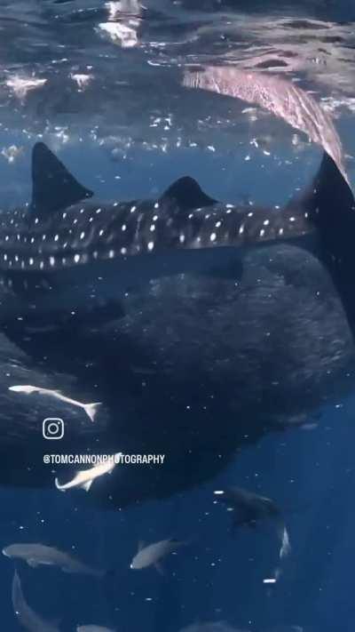 A thriving, healthy ecosystem that we must protect 🌊🐳🦈