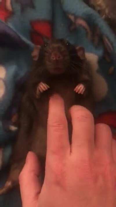 Gerald enjoying some belly scritches