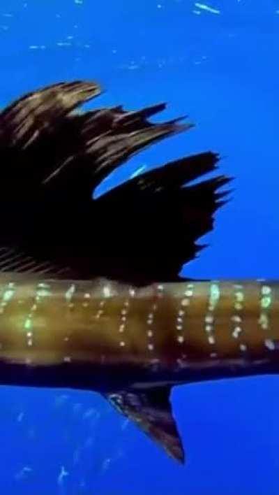The Indo-Pacific Sailfish, considered by many scientists to be the fastest fish in the Ocean.