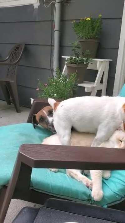 I'm not sure if I need to get my cat therapy for PTSD... the cat is male, the little dog is female, the bigger dog is male. Maybe they all need therapy...