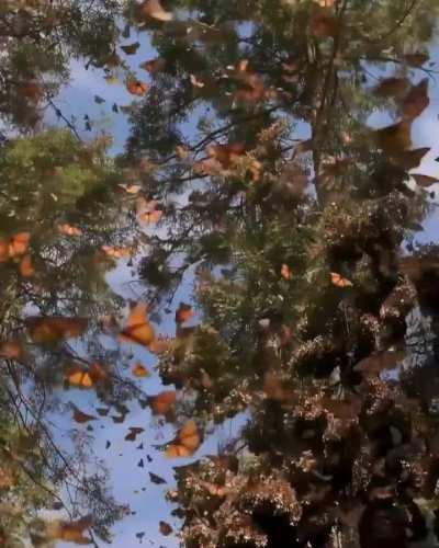 🦋 Mesmerizing Monarchs in Motion ✨