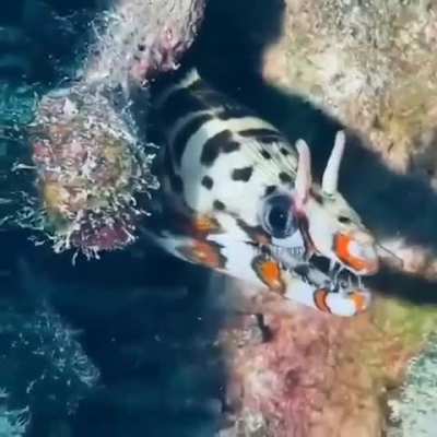 This the elusive dragon moray eel that is native to the Indo-Pacific region, including Hawaii, Japan and southern Korea