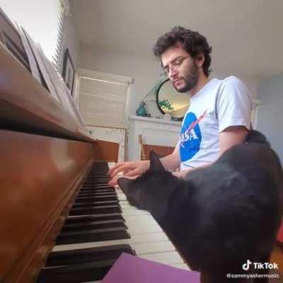 Cat Creates a Piece of Music with Owner