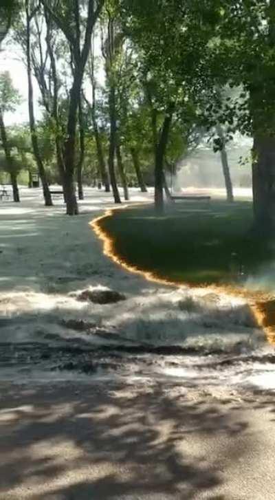 🔥 Pollen fire looking like a magic spell restoring the grass