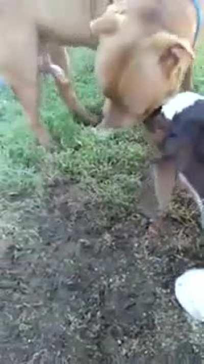 Cabra caliente come polla 🗿