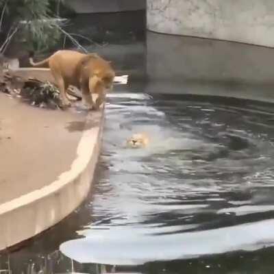 lion being derp
