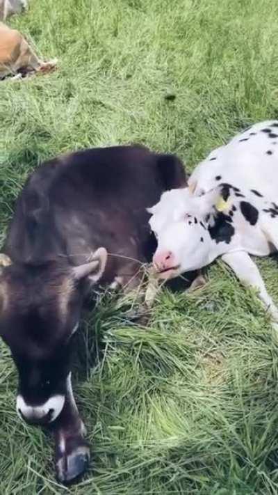 Cows hanging out with their friends.