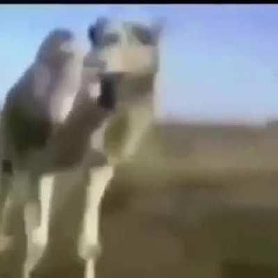 Palestinan camel spek arbic😂😂😅🤣😭😭😭
