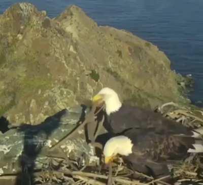 To build a nest together