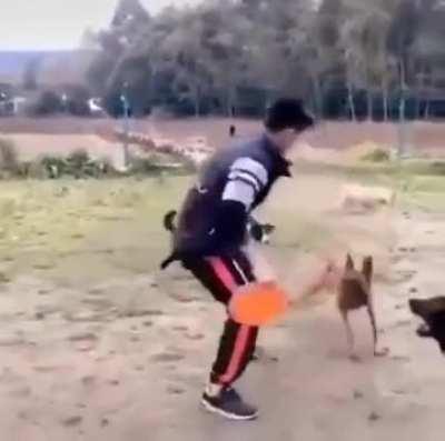 Most incredible dog trick I've ever seen.