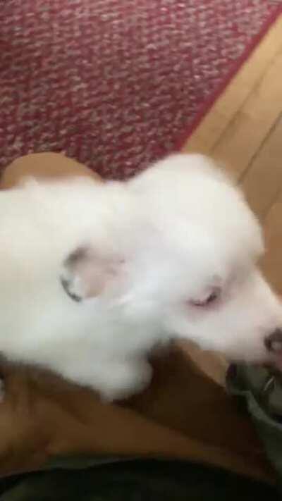 Reação de uma cachorrinha surda quando o dono acorda ela ao chegar em casa.