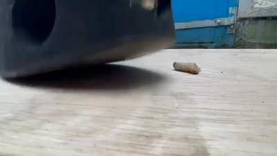 I have vids of women crushing in sneakers and boots, just message me if you’re interested.