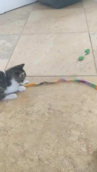 She showed up this morning, shivering. Just got word that we can keep her!!!