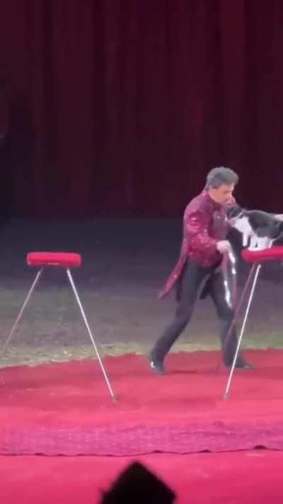 The Kitty has trained him well