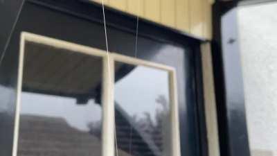 Did this spider just use a piece of moss as balance for the bottom line of his web??🧐