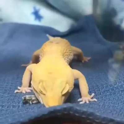 Начинающий охотник