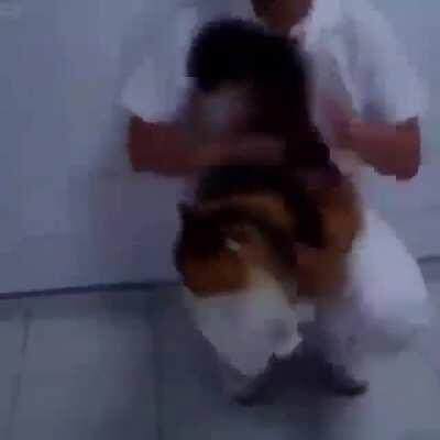 Cat gets its ass clapped.