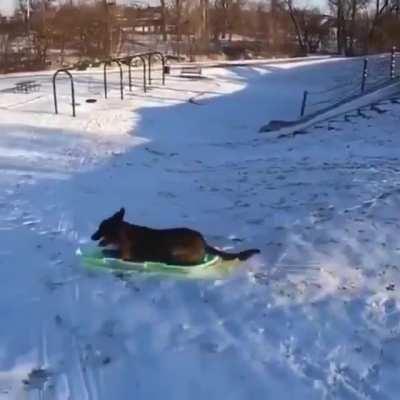 Dog riding a sled