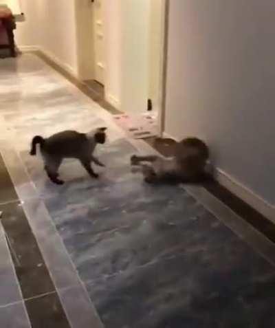 How it feels to play against hunters in the crucible.