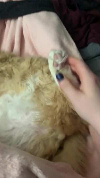 Sooooo soft, yeah he snores loud 💕