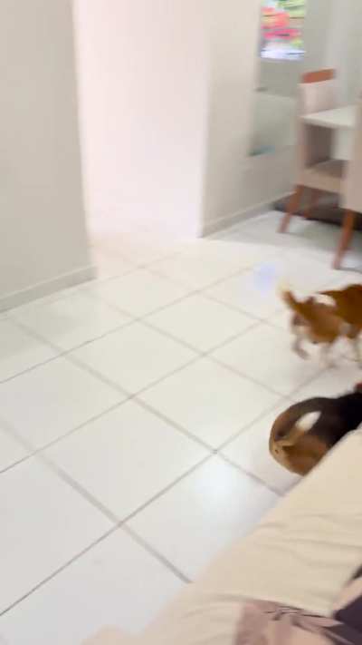 Are my two Beagles playing or fighting?