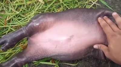 Moo Deng playing dead to kick Benz in the face