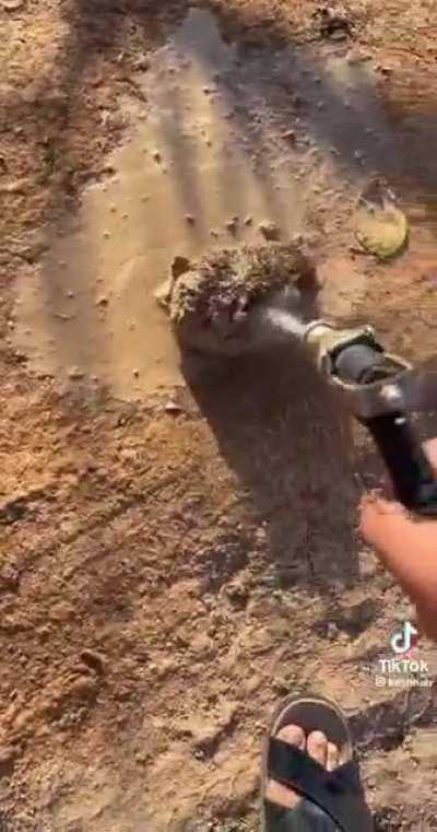 This man noticed something stuck in the mud before driving over it