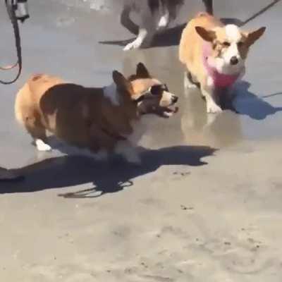 Coolest way to remove your doggels