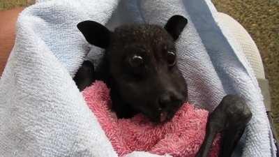 🔥 Rescue bat Mister Forrest enjoying a banana