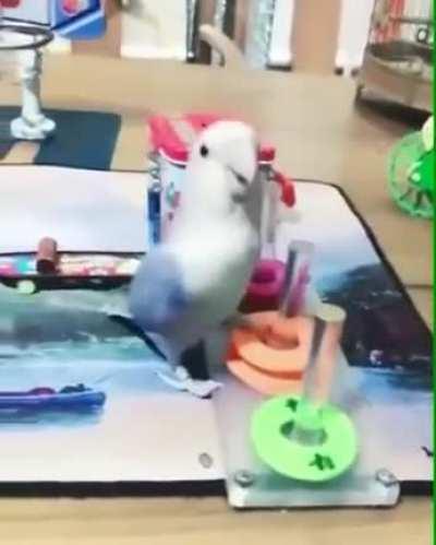 Bu kuş, malum kesimden daha zeki.