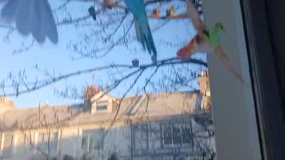 Snowing ❤️ My wild flock fam waiting patiently for their morning seed mix ❤️ Keep snug ❤️