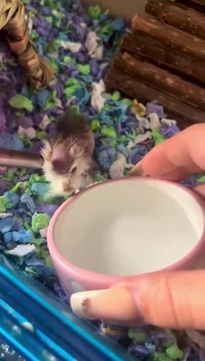 A 5 year old, that’s 110 hamster years!