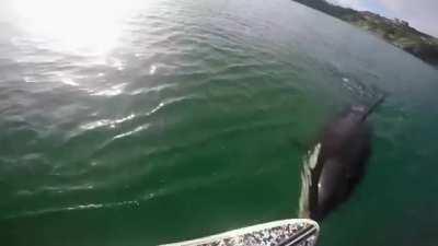 Orca inspects a paddle boarder.