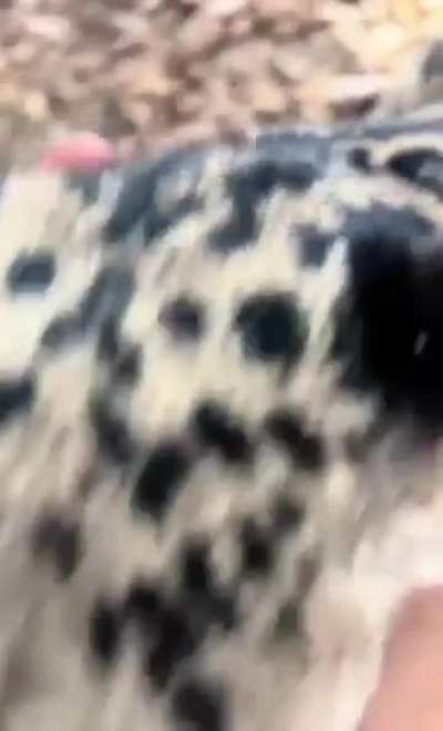 Big cats are cats too