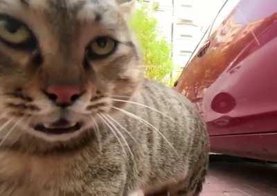 The first view of the cat quarrel