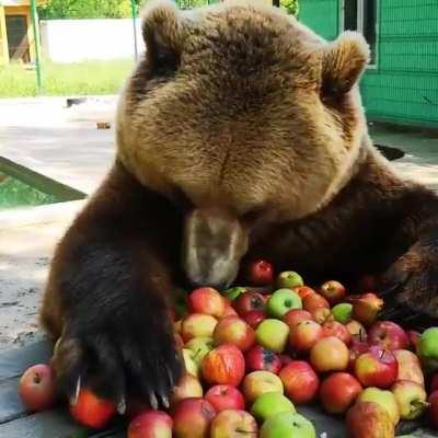 Bears also want to keep the doctor away